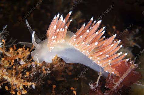 Nudibranch Eating Hydrozoa Stock Image C0043966 Science Photo