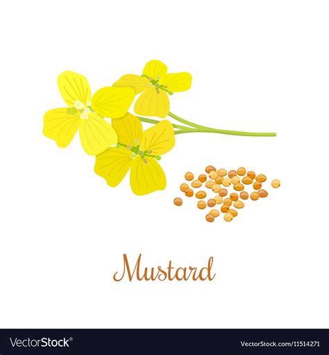 Mustard Flower And Seeds Royalty Free Vector Image