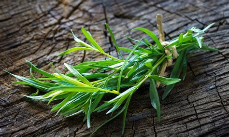 Musim panas, daun, taman, bunga, flora, sifat, bunga matahari, tanaman, bunga matahari, bunga, alam, bidang. Tarragon Tanaman Aromatik Keluarga Bunga Matahari - Lamia ...