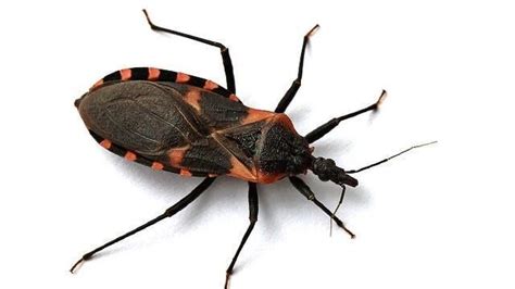 Update Deadly Kissing Bug Now In Tn And Ga