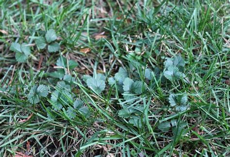 Lawn Weeds In Michigan Tio Garden Plant