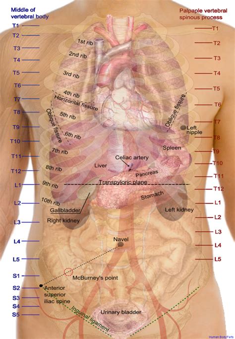 Human Body Parts Anatomy System Human Body Anatomy Diagram And