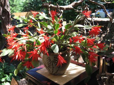 Easter Cactus How To Grow And Care For Spring Cactus And Dwarf Easter