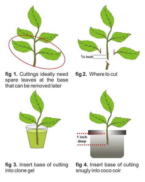 10 Steps To Supercharged Cuttings How To Reproduce