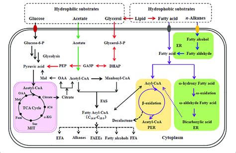overview of fatty acid metabolism for the production of its based download scientific diagram