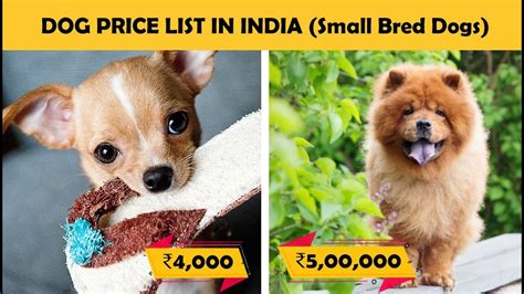 We have covered large, medium, and small dog breeds price lists!the prices mentioned below are subject to availability we at dogisworld suggest every dog parent to adopt a dog instead of buying it. table of contents. Dog Prices In India - Part 2 (Small Breed Dogs) - YouTube