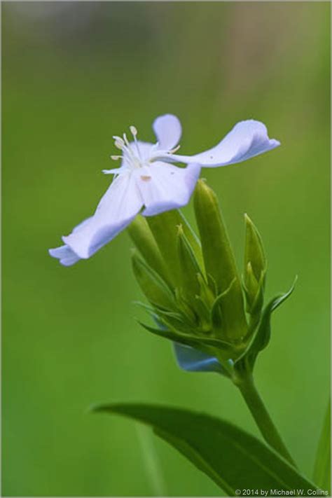 Soapwort Bouncing Bet Mikes Nature Notes