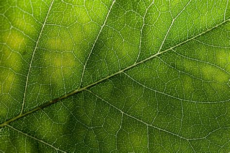 Leaf Textures Wallpapers Wallpaper Cave