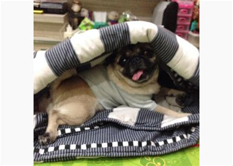 11 Adorable Pugs In Blankets — Photo Gallery