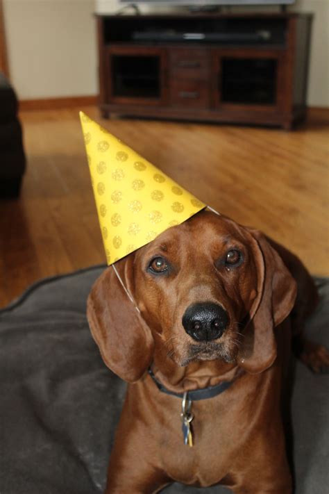 Dakota 4 Years Old Redbone Coonhound Redbone Coonhound Coonhound