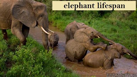 Elephant Lifespan Complete Description