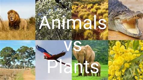 Animals Vs Plants விலங்குகளும் தாவரங்களும் 09 Apr 2020 Youtube