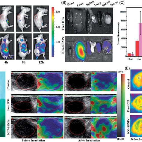 A In Vivo Imaging Of Balb C Nude Mice Bearing C Tumor Cells At