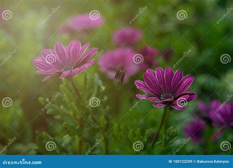 Beautiful Purple Daisies In A Green Field At Sunset Stock Image