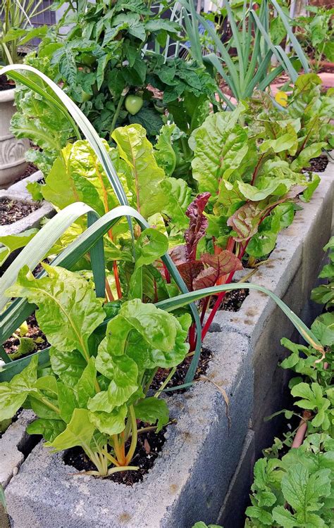 Growing Swiss Chard Cold Hardy Cut And Come Again Vegetable