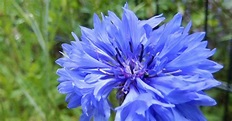 Kartenzauber und mehr....: Blaue Blume... - Novalis