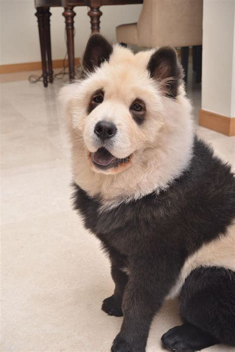 Photos Chow Chow Pups Bear Uncanny Resemblance To Panda Breed Funny