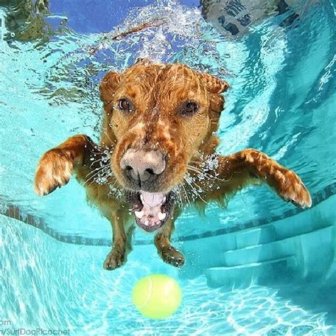 20 Funniest Underwater Photos Of Dogs Designbump