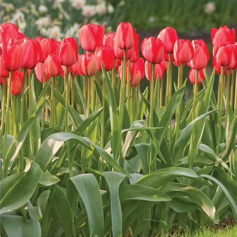 Longfield Gardens Tulip Red Impression Bulbs 100 Pack With Images