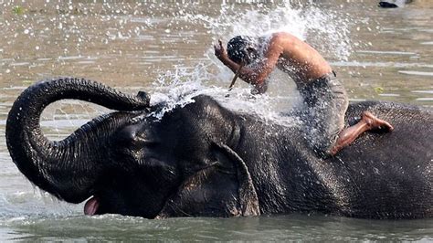 Group Of 14 Wild Asian Elephants Attack Kill Woman And Chase Police