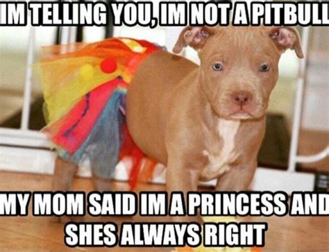 Pin By Mac The Pitbull On All Things Pitbull Cute Dogs Funny