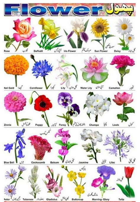 Types Of Flowers List Of 50 Popular Flowers Names With Their Meaning
