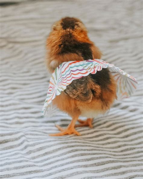 Cupcake Liner Tutus This Summers Baby Chicken Fashion Sensation