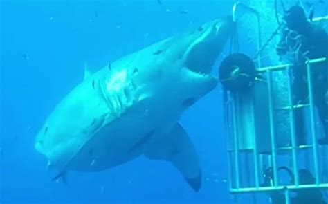 moment one of world s biggest great white sharks sinks teeth into cage as 22ft monster attacks