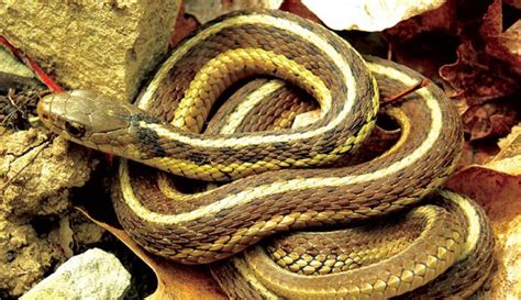 Garter Snake Wikimedia Hobby Farms