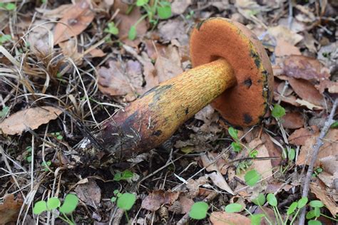 Boletus Suillelus Erythroteron VS Suillellus Luridus Mediterranraum Pilzbestimmung U