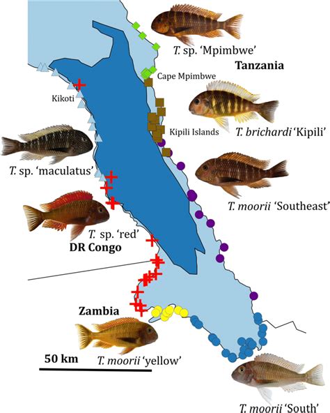 Check spelling or type a new query. Map of Lake Tanganyika. Indicating the 94 collection localities of the... | Download Scientific ...