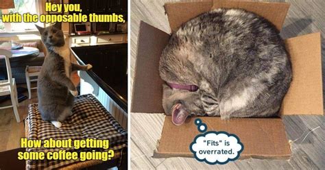 Top Cat Memes Of The Week Cheezburger Users Edition I Can Has Cheezburger Dumb Cats