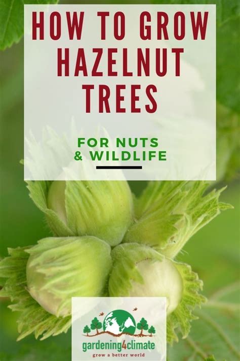 Hazelnut Trees Are A Great Plant For The Permaculture Garden They