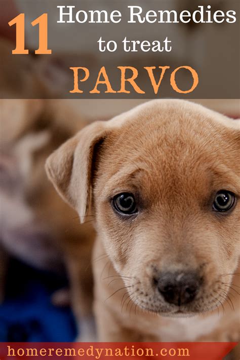 Review Of Home Treatment For Parvo In Puppies Ideas Diy Loop