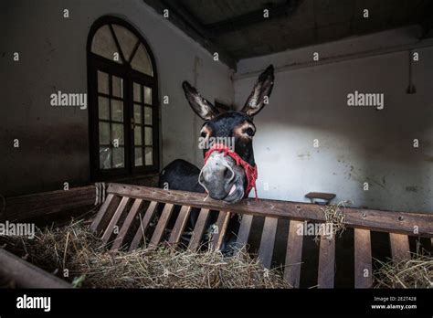 Donkey In Stable High Resolution Stock Photography And Images Alamy