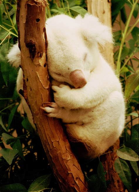 Rare Albino Koala Free Stock Photo Public Domain Pictures
