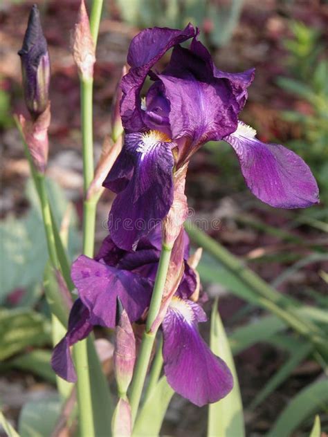 Multi Colored Iris Flower In The Garden Vibrant Flora Stock Image