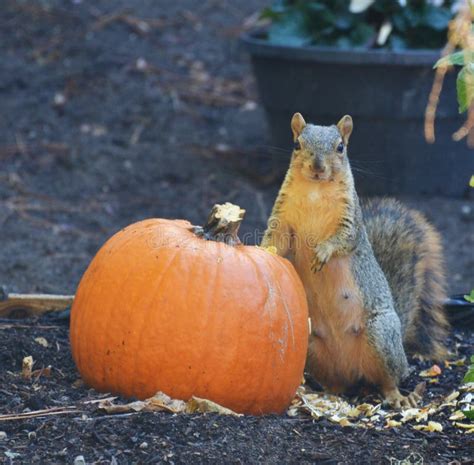 Squirrel Eating A Big Pumpkin In The Garden Stock Photo Image Of Gray
