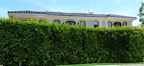 Indian Laurel Hollywood Hedges Are The Ultimate Privacy Hedge