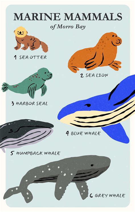 6 Marine Mammals You Can Spot In Morro Bay