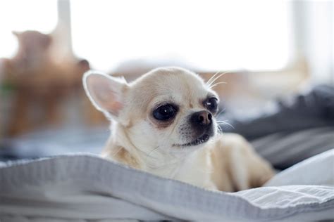 Senior Chihuahua Health Illnesses To Watch For Chihuahua School By
