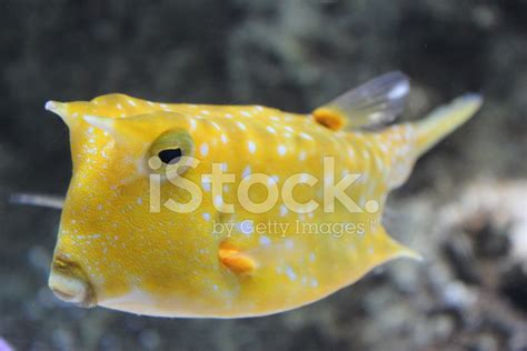 Sea Life Stock Photo Royalty Free Freeimages