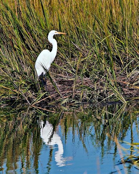 Bird Watching On The Marsh At Pawleys Island White Egret Pawleys
