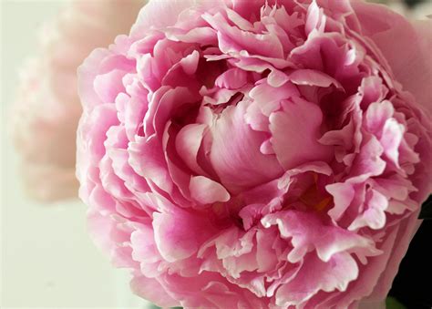 Peony Flower Wallpaper Weve Gathered More Than 5 Million Images