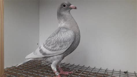 Rare Colored Racing Pigeons For Sale Birdtrader