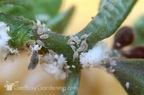 Late this winter, my roommate, the basil plant, died of an infestation of mealybugs. How To Identify Common Types Of Houseplant Bugs - Get Busy ...