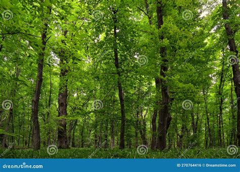 Panorama Of Young Green Forest Slender Trees Lush Woodland Vegetation