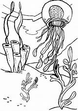 Seaweed Coloring sketch template
