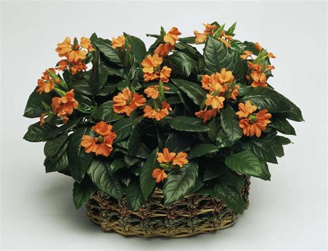 Crossandra Is The Prettiest Plant Youve Never Heard Of