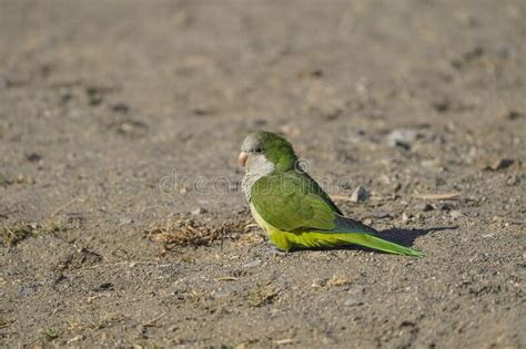 Monk Parakeet Myiopsitta Monachus Invasive Bird Species Stock Photo